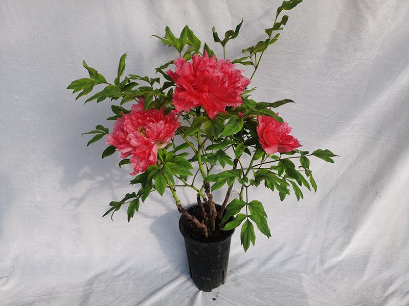 MIN-TREE PEONY