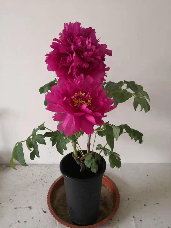 MIN-TREE PEONY