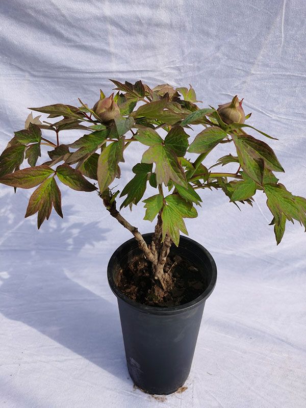 MIN-TREE PEONY